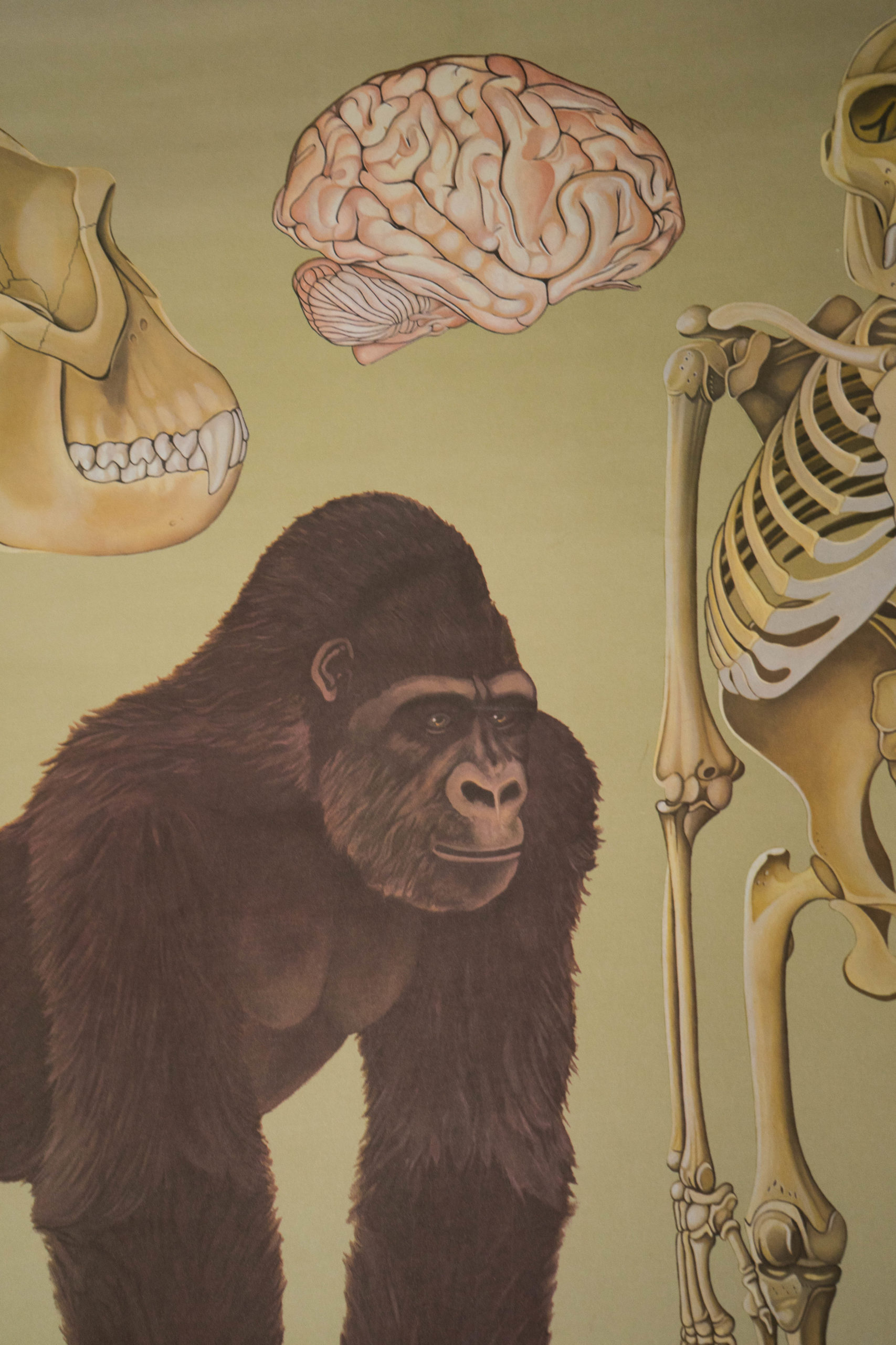 detalle de ilustracion de gorila marrón anitguo